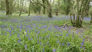 blue flowers in the woods near the campsite
