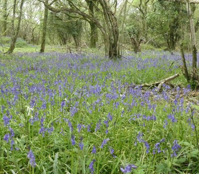 blue flowers in the woods near the campsite