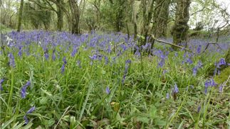 blue flowers in the woods