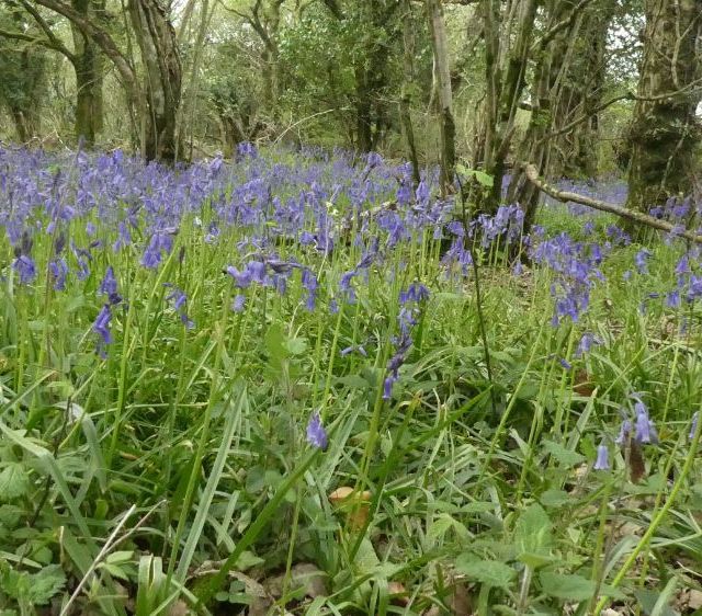 blue flowers in the woods