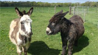 donkeys