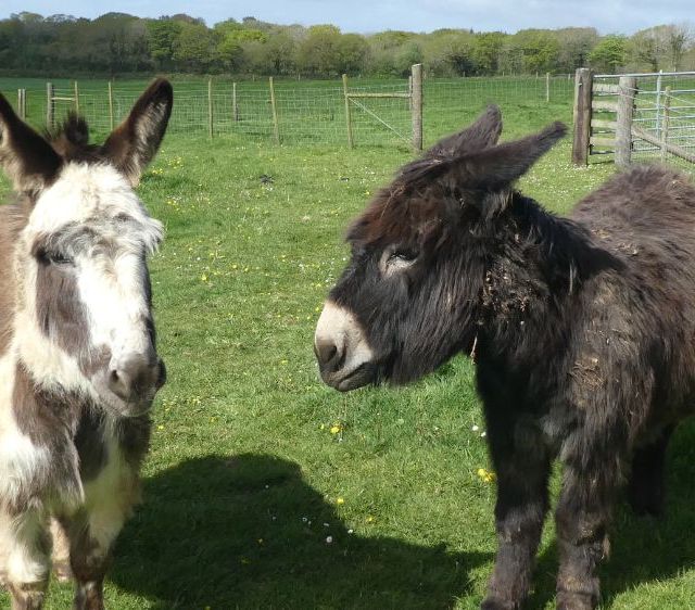 donkeys