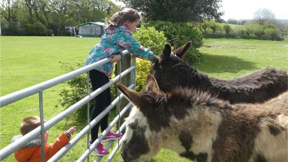 girl petting the donkeys